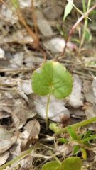 Lithophragma bolanderi