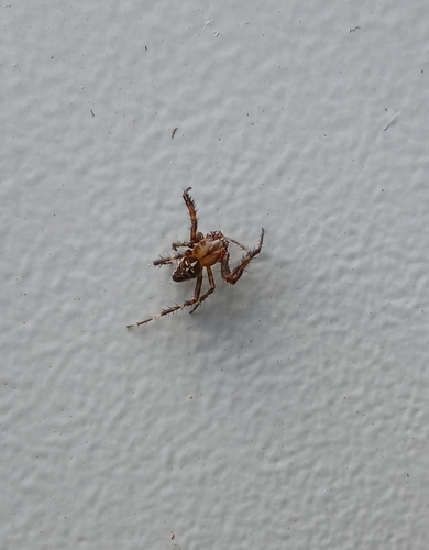Cross Orbweaver