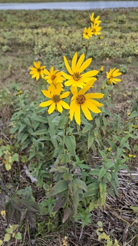 Jerusalem artichoke