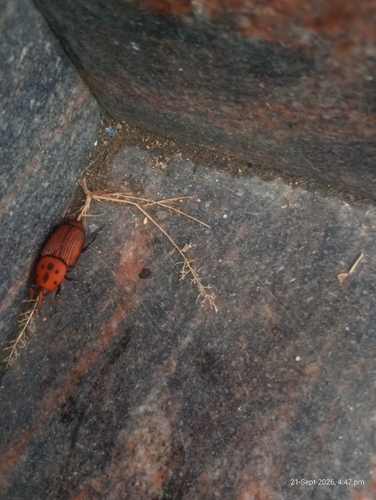 Red Palm Weevil