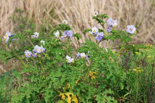 Solanum sisymbriifolium, photograph 2