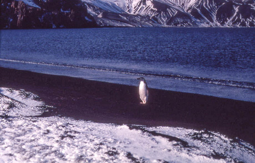 iNaturalist image