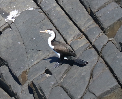 Pied Cormorant