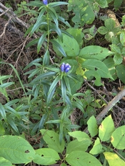 Gentiana linearis
