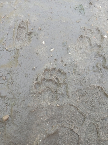 European Badger