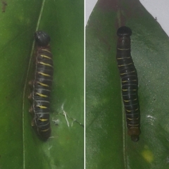 Achlyodes busirus