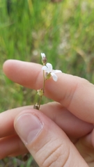 Lithophragma bolanderi