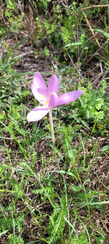 Autumn Crocus