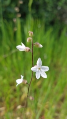 Lithophragma bolanderi