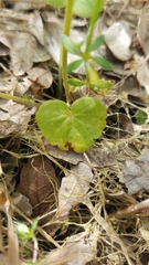 Lithophragma bolanderi
