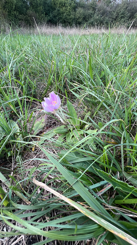 Autumn Crocus
