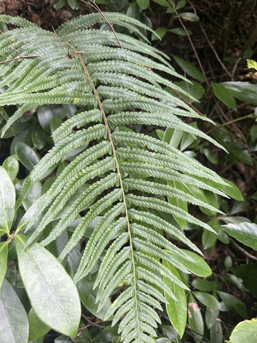 Microlepia marginata observed 2026-09-19