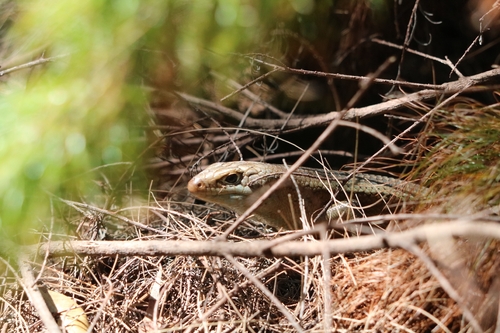 Major Skink