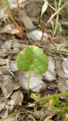 Lithophragma bolanderi