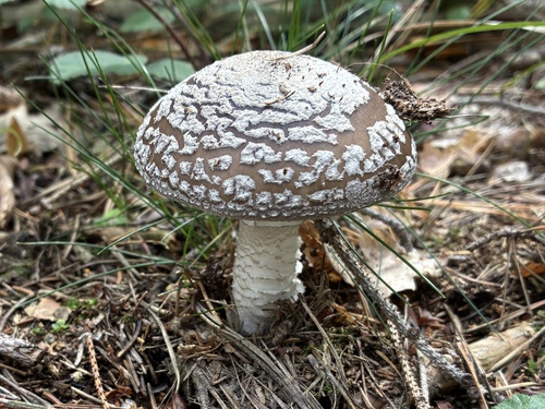 European False Blusher