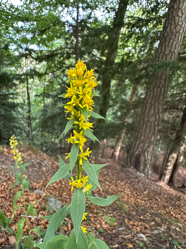 European goldenrod