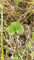 Lithophragma bolanderi