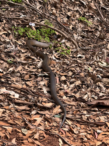 Mainland Dugite
