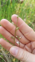 Lithophragma bolanderi