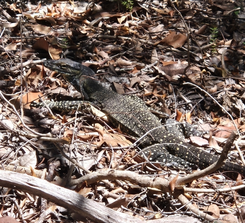 Lace Monitor