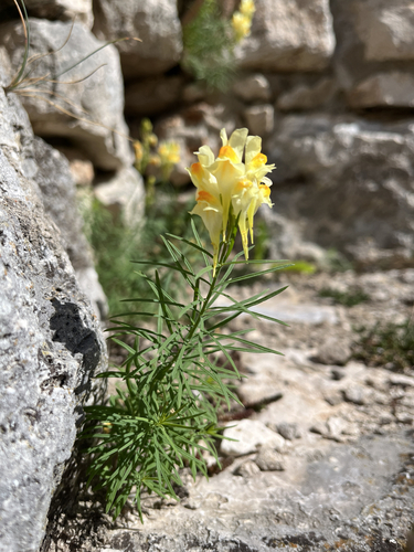 common toadflax