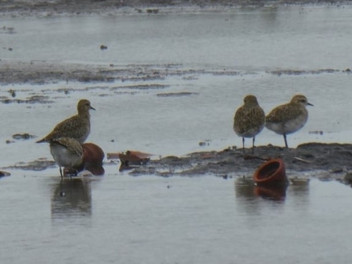 European Golden-Plover