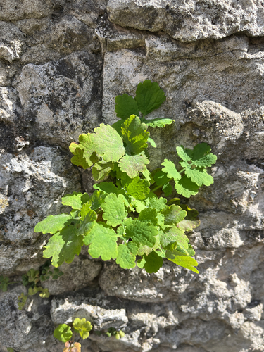 Greater celandine