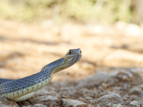 Eastern Montpellier Snake