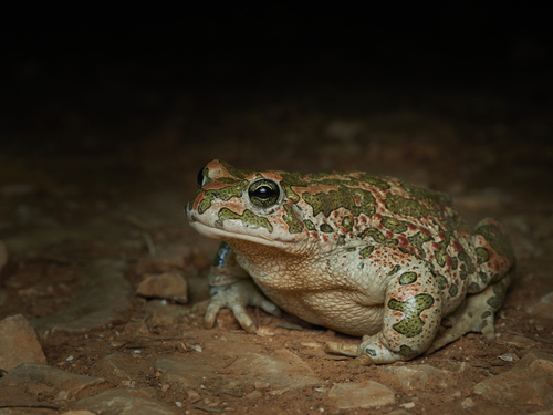 Green Toad