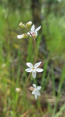 Lithophragma bolanderi