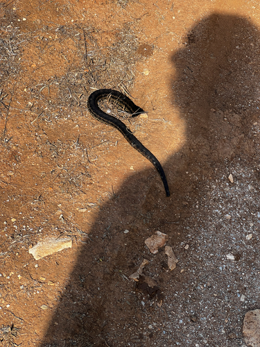 Four-lined Snake