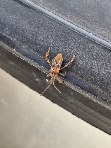 Western Conifer Seed Bug