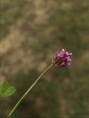 Trifolium gracilentum