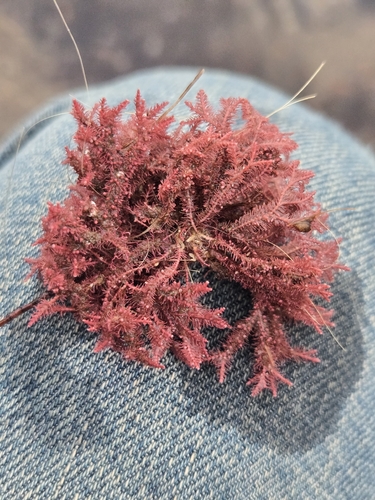 Jania rosea observed 2026-09-14