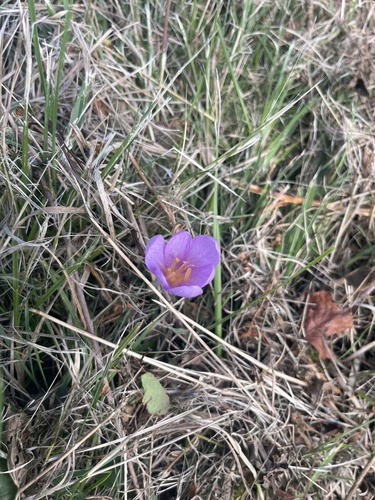 Autumn Crocus