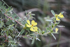 Hibbertia oligodonta