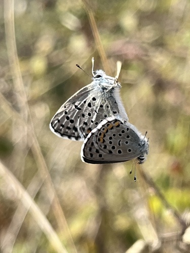 Eastern Baton Blue