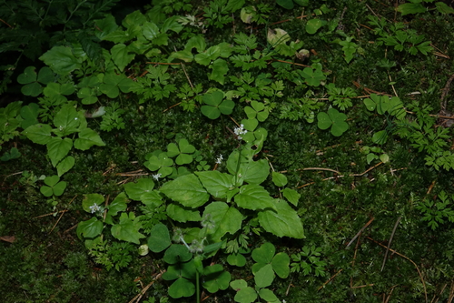 Circaea alpina, photograph 3