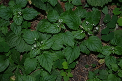 Circaea alpina, photograph (c) Oleg Kosterin, some rights reserved (CC BY)