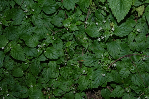 Circaea alpina, photograph 4
