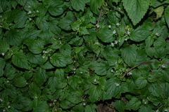 Circaea alpina, photograph (c) Oleg Kosterin, some rights reserved (CC BY)