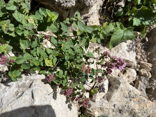 Oregano