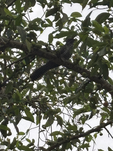 Asian Koel