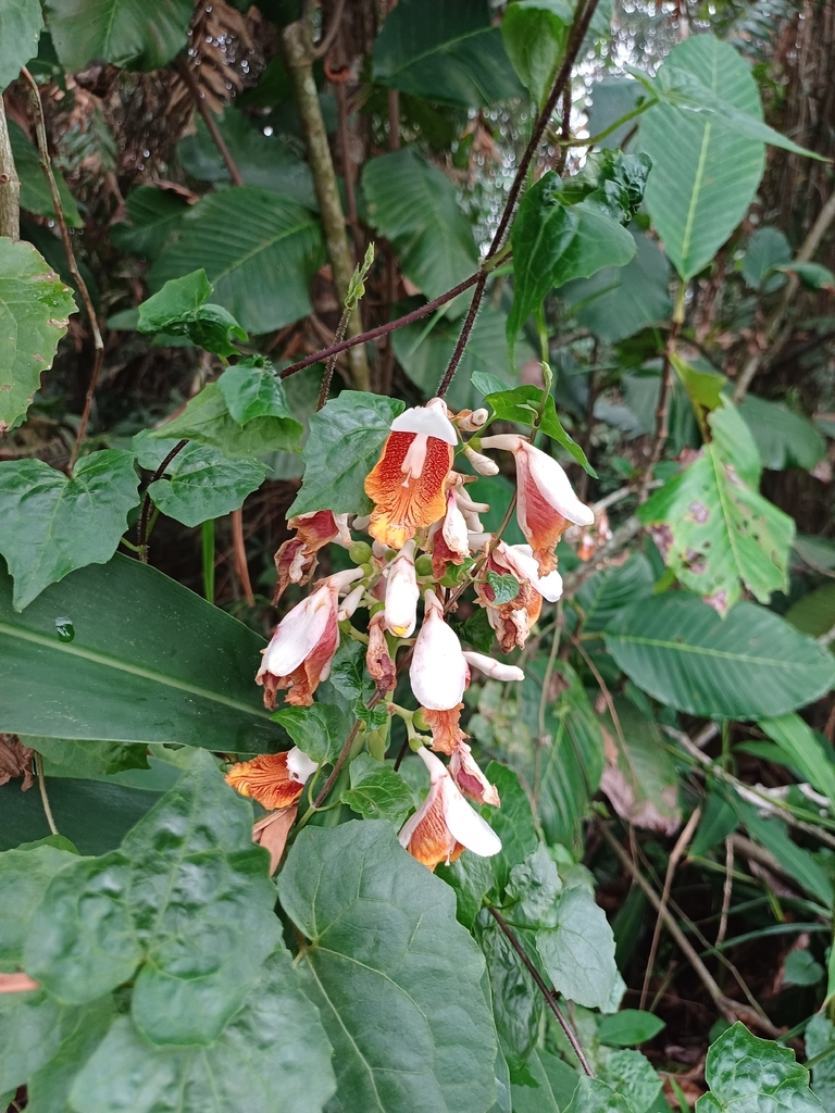 Small shell ginger (Alpinia mutica)