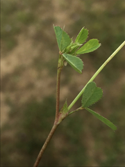 Trifolium gracilentum