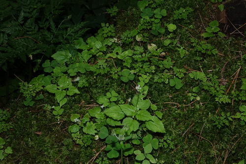 Circaea alpina, photograph 5