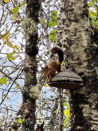Eurasian Red Squirrel