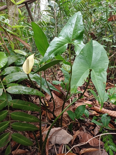 Cyrtosperma merkusii observed 2026-09-21