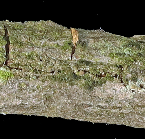 Scoliciosporum chlorococcum, 2022-08-30