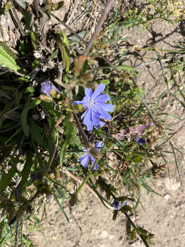 chicory